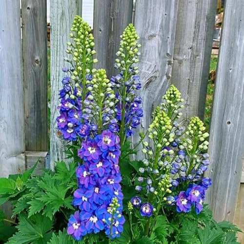 semi resistenti delphinium - balcone tappezzanti esterni perenni copertura 350pcs