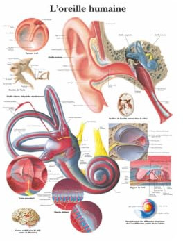 1 St Mänskligt Öra Anatomi Anatomiska Diagram Posters Prints Canvas Målning Väggkonst Bilder Medicinsk Utbildning Kontorsrumsdekoration(3-French,30x40cm No Frame)