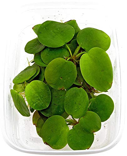 10 x Limnobium laevigatum folating plants against algae