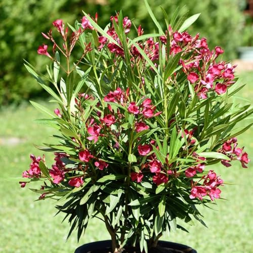 oleandro - semi di scalapante resistenti giardino balcone semi di perenne selvatici scalapanti ufficio giardino interni resistenti per 12pcs