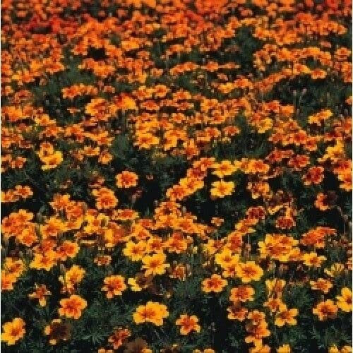 200 Seeds of Marigold French Naughty Marietta Tagetes Patula