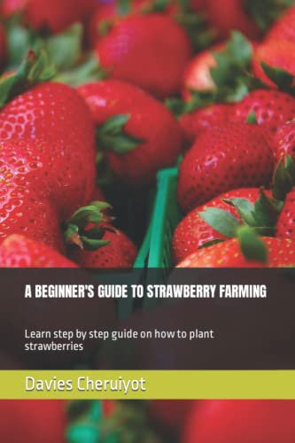 A BEGINNER'S GUIDE TO STRAWBERRY FARMING: Learn step by step guide on how to plant strawberries (Berries farming)