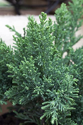 Chamaecyparis obtusa 'Drath' 20–30 cm – Winterhart, Immergrün & Pflegeleicht – Hinoki-Scheinzypresse – Kübelpflanze für Terrasse & Steingarten