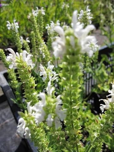 Salvia nemorosa Schneehügel Steppen-Salbei Sommer-Salbei Stückzahl Rabatt 5er-Paket