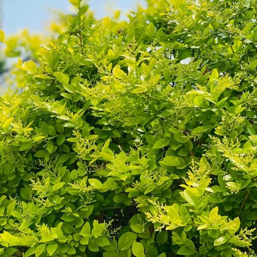 Semi di ligustro - decorazione del soggiorno decorazione giardino resistenti, adatte alla piena esposizione al sole giardino interno sul balcone interna 550pcs