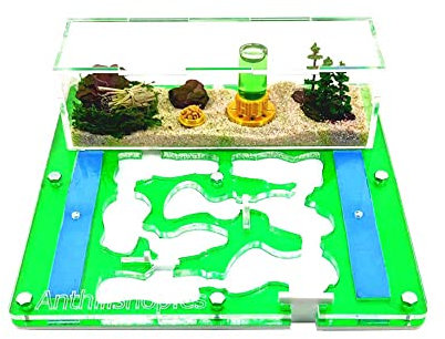 Ant Farm - Acryl Ameisenfarm 20x20x1,3 cm mit Deckel | Schaumstoff-Feuchtigkeitssystem | Transparent | Free Ameisen enthalten