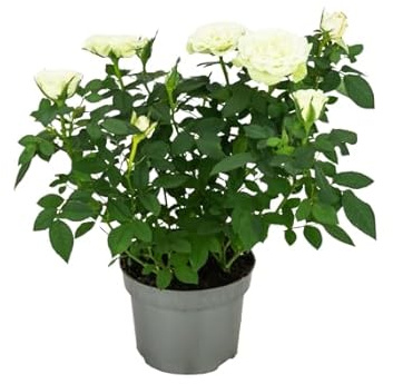 Rosal Arbustivo Blanco Planta Natural que Transforma tu Espacio Exterior