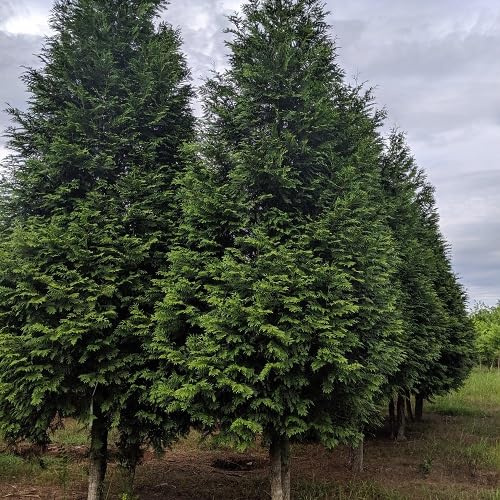 New Fresh 80pcs Green Thuja Tree Seeds