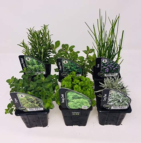 6 x Herb Plants - Including Herbs Like Rosemary - Coriander - Mint - Chives - Lavender - 9cm Pots Ready to Plant