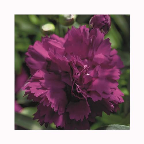 Dianthus Dinamic Violet- 6 Starter Plants Dazzling Dianthus Vibrant Bedding Plants. Ready for pots