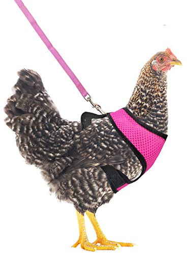 YUEPET Harnais réglable pour poulet avec laisse élastique confortable et respirant pour animal domestique Canard Oie Poule Tranchant Marche Taille S