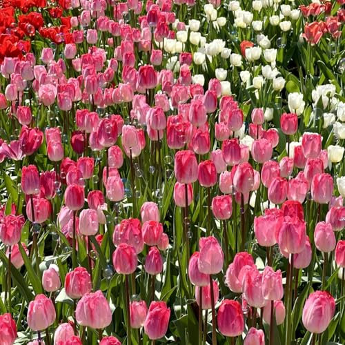 Los bulbos de tulipán son bulbos resistentes al frío que se pueden plantar tanto en el norte como en el sur, son fáciles de cuidar y florecen bien.-10 bulbos-a