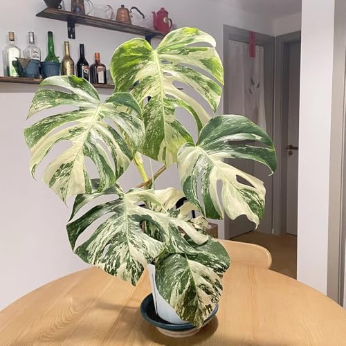 semillas de monstera raras, balcón, resistentes. balcón, jardín de Variedades antiguas 50pcs