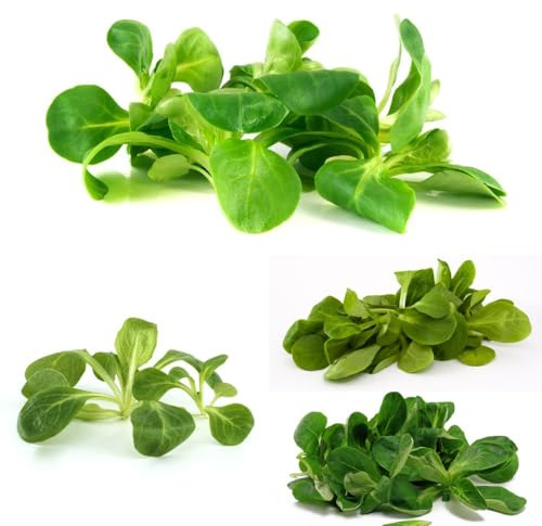 Semi di valeriana, semi di da giardino lattuga regali sostenibili giardino sul balcone esotiche resistenti 300pcs
