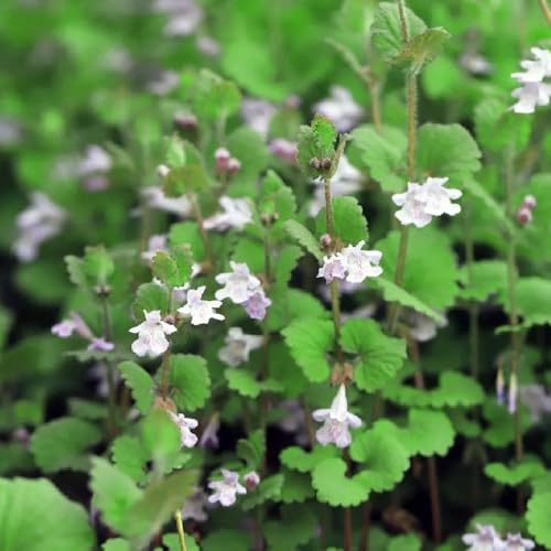 edera terrestre - decorazioni giardino esterni decorazione semi selvatici interni balcone con letti sollevati