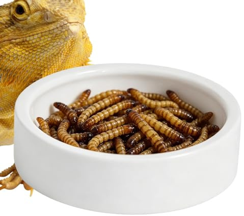 Bebedero De Agua Para Reptiles Base Estable Antifuga De Cerámica | Plato De Comida De Ermitaño , Camaleón, Ermitaño, Dragón Barbudo, Tortuga Terrestre Y Araña