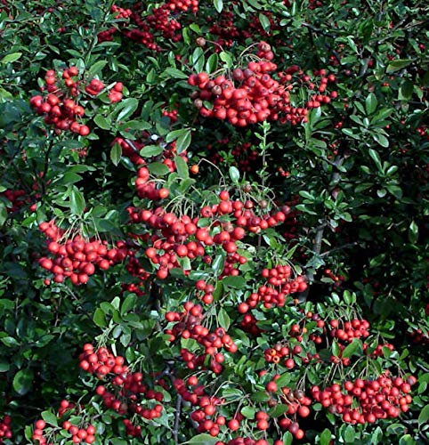 Feuerdorn Red Column 100-125cm - Pyracantha - lebende Gartenpflanze aus den Baumschulen