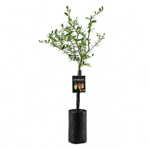 Pianta di Finger Lime/Caviale di limone - Frutto Bianco/Faustrime - Citrus Australasica - H100cm inclusa Fitocella