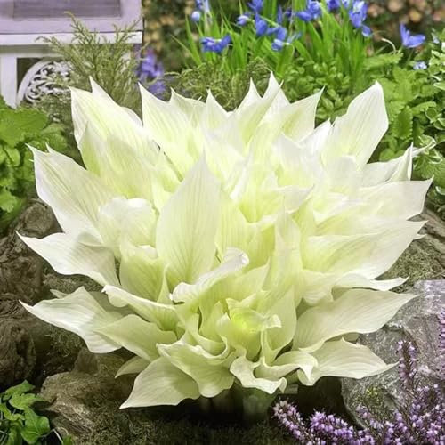 70 pcs funkien pflanze samen - pflanzendeko stauden winterhart mehrjährig, kräuter samen kräuterpflanzen kräutersamen bodendecker gartenkräuter, indoor garten schattenpflanzen winterhart,