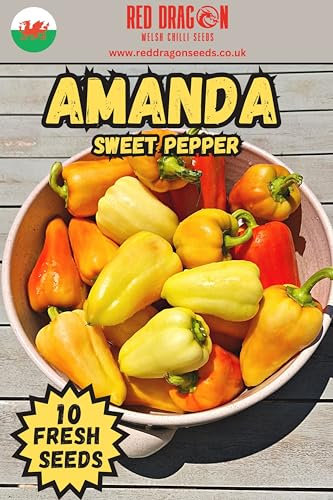 Amanda Sweet Pepper Seeds - 10 Fresh Amanda Sweet Pepper Seeds