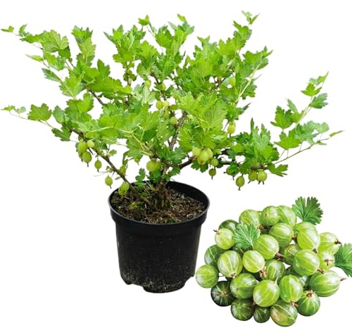 5 Pixwell Gooseberry Plants Live for Planting, 5–7 Inch Tall Starter Red Gooseberry Bushes, Sweet Gooseberries Plants for Garden Beds, Yard or Containers