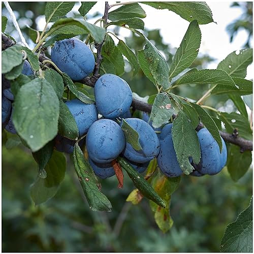 Dwarf Merryweather Damson Tree, Self-Fertile & Heavy Cropping, Bare Rooted 3fatpigs®