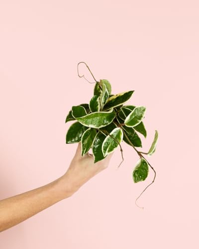 PUR PLANT Hoya Albomarginata Mini | Planta Natural de Interior Pet Friendly | Planta de Cera Variegada Decorativa | Maceta de Ø8 cm