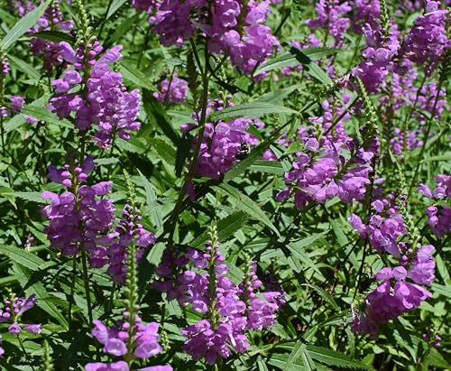 Türkischer Drachenkopf (Dracocephalum moldavica) Samen. Bienenweide & Teepflanze (1000 Samen = 2,1g)