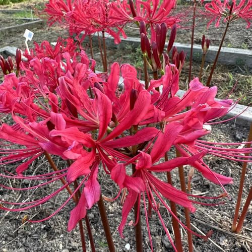 3Bulbi di giglio di ragno Lycoris radiata, sangue a primaverile, rara to perenne, interno decorazione soggiorno