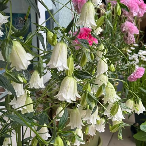 semi di campanula, giardino balcone resistenti, esterno 600pcs