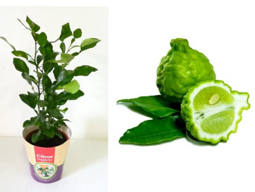 Citrus Hystrix Plant - Kaffir Lime Leaves Tree - Culinary herb Leaves - in 12cm Pot