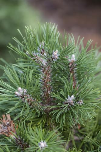 Pinus uncinata 'Grüne Welle' 15–20 cm – Winterhart, Immergrün, Pflegeleicht – Bergkiefer – Ziergehölz für Steingarten & Kübel