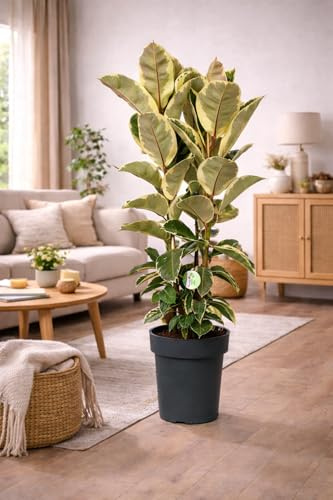 Ficus Elastica Tineke – vitfärgglatt gummiträd, 3 växter i krukan, ca. 120 cm, lättskött inomhusväxt, luftrenande och dekorativ