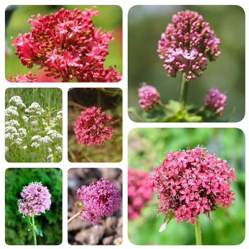 Semi di valeriana biologici, aromatiche Valeriana officinalis, esotiche seminare vecchie varietà semi di giardino roccioso resistenti 100pcs