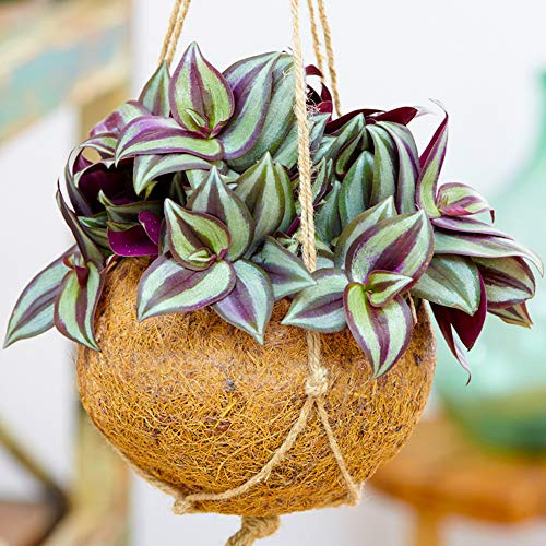 1 x Tradescantia Zebrina - Zoll-Pflanze | Immergrün 15-25cm Topfpflanze Zimmerpflanze