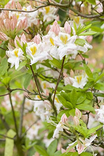 Rhododendron luteum 'Sylphides' 40–50 cm – Winterhart, Mehrjährig, Pflegeleicht – Gelbe Azalee – Zierstrauch für Garten & Beet