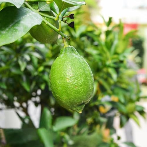 80 pezzi semi di limonero per balcone - nani sono resistenti raro giardino decorazione