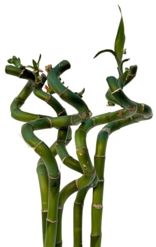 VANDAS Lucky Bamboo – Dracaena Sanderiana | Bamboo della Fortuna | Pianta Ornamentale Coltivabile in Acqua | Vari Steli e Altezze (5, 60 Cm)