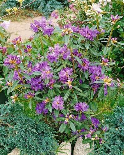 Rhododendron Govenianum Alpenrose 120-140 cm winterhart immergrün | Blütenpracht, halbschattiger Standort, pflegeleicht, ideal für Beet, Terrasse und Balkon, robuste Gartenpflanze
