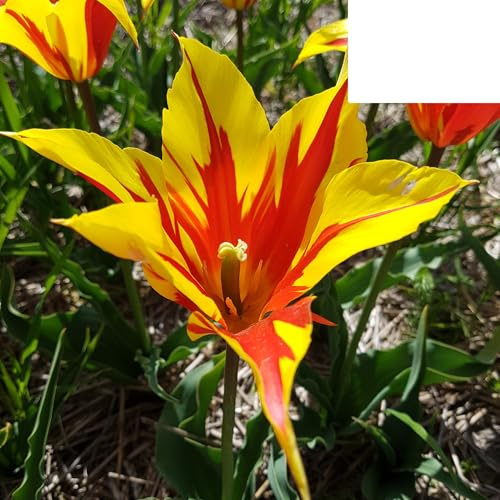 Bulbi di tulipano 'Ali di fuoco' | 20 pezzi | Tulipano rosso-giallo fiammato - 30-50cm - Ø5cm - bulbo di fiore - Pianta da giardino