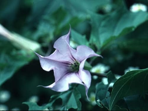 10-Semi-Datura-Stramonium-Lilac  semi freschi