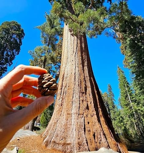 80 semi di sequoia giganti verdi
