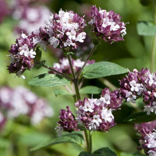 maggiorana varietà di tradizionali, selvatiche sostenibili per giardino di aromatiche da interno Coltivare invernali semi 100semi