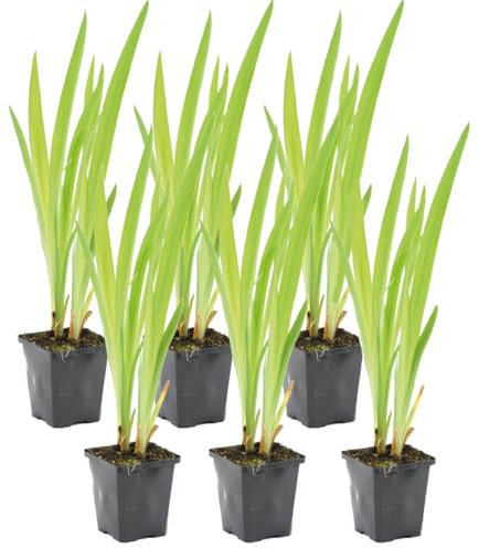 Bloomique - 6er-Set - Iris Versicolor - Amerikanische Sumpf-Schwertlilie - Teichpflanzen Winterhart - Wasserpflanzen - Zone 1-2 - Höhe 15-25 cm - Topf 9 cm