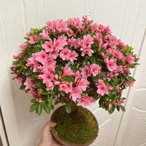 semillas resistentes de azalea - interior exóticas jardín 200pcs