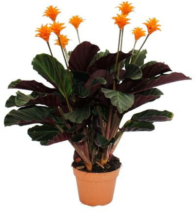 Schattenpflanze mit leuchtenden Blüten - Calathea crocata - 14cm Topf