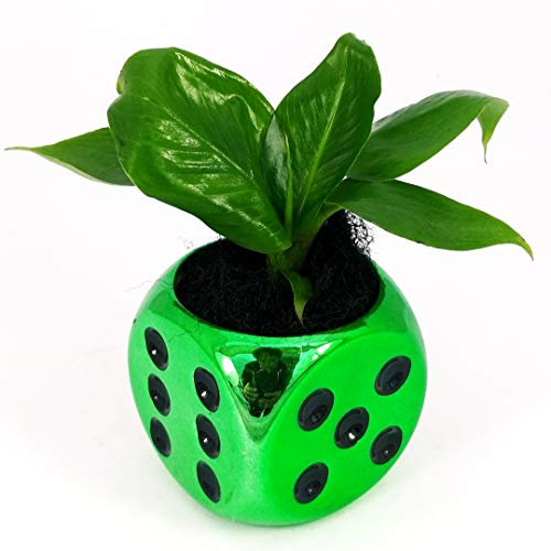 POWERS TO FLOWERS - BANANO, PIANTA DEL BANANO MINI IN VASO DADI, pianta vera