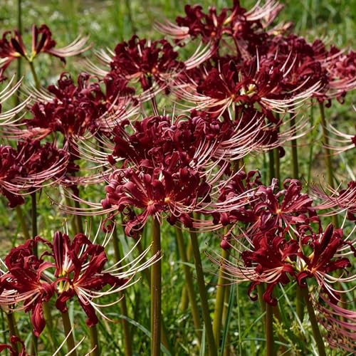 giglio ragno - di lycoris radiata tappezzante resistente Coltivare giardino su un balcone per zone soleggiate 7bulbi