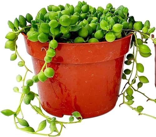 DECOALIVE Planta Suculenta Colgante Senecio Herreianus Cadena de Perlas,8435712004343