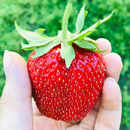 Pack de 10 Plants de Fraisiers Géants Très Gros Fruits - Fraises Délicieuses - Plants de Fraisiers - Plants de Fraisiers - Fruits Sains - Résistant - Facile à Cultiver - pour Jardin et Balcon - Frigo